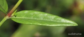 Rungia repens leaf4.jpg